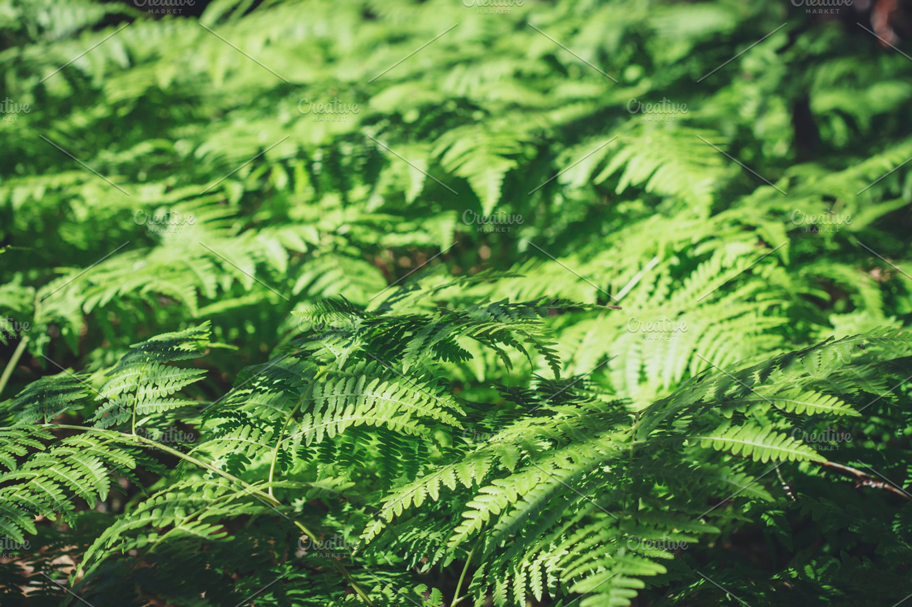 Fern stock photo containing fern and plant