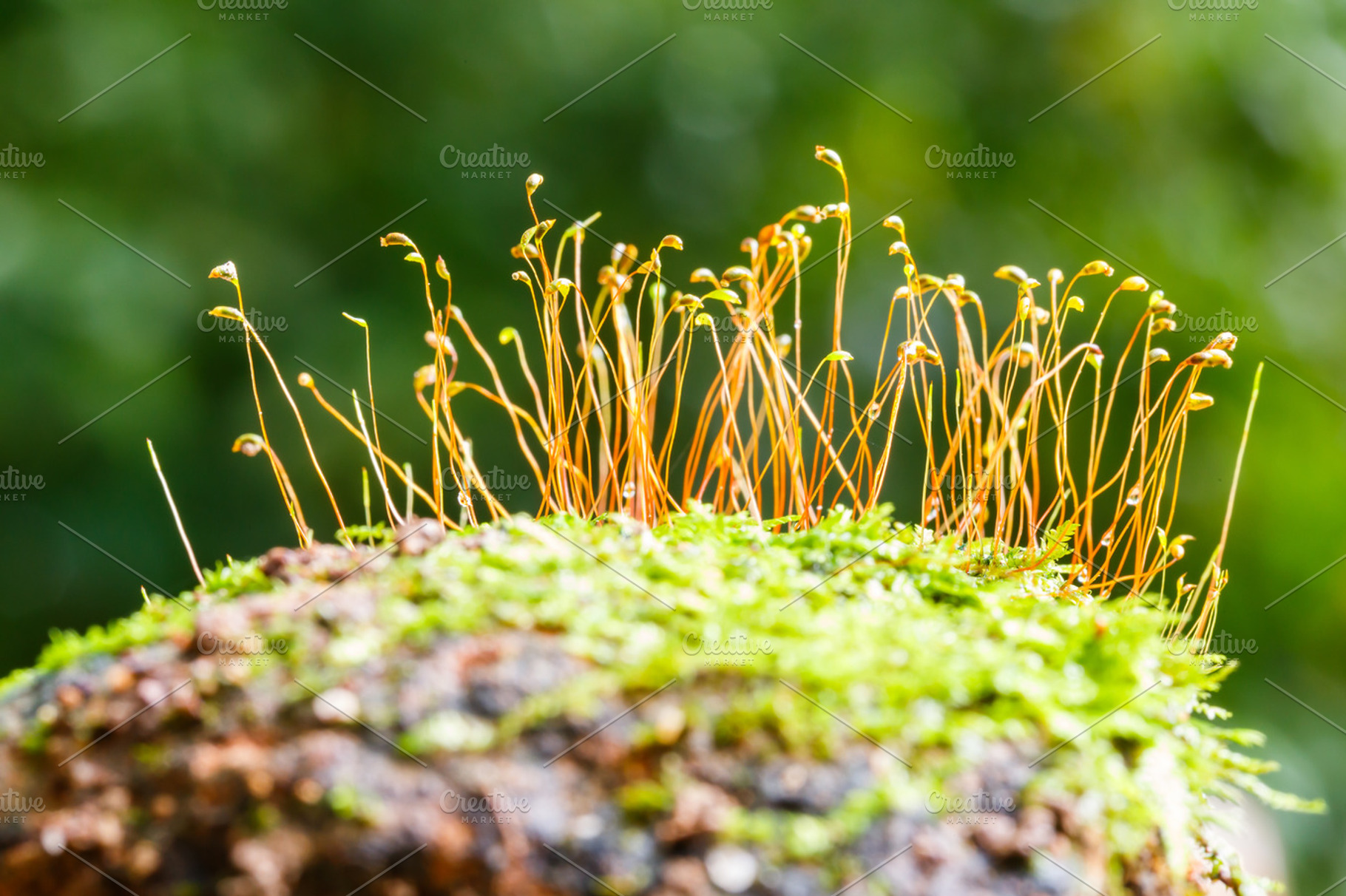 Lichen or moss, a Background Photo by Smith Chetanachan