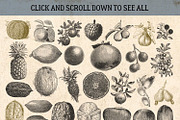 87% OFF Vintage Bundle - Free Update, an Animal Illustration by Brigantine Designs (Thumbnail 16 of 21)