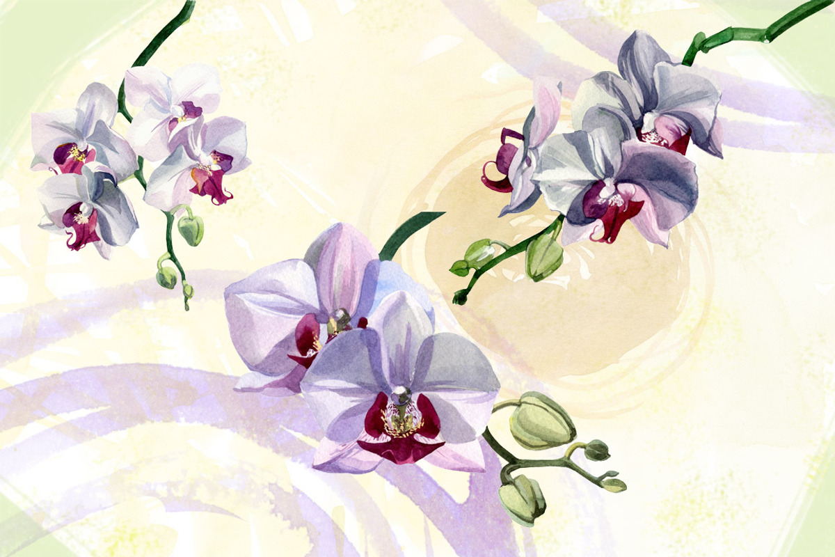 Watercolor flowers set - orchids, an Illustration by My art shop (Photo 2 of 3)