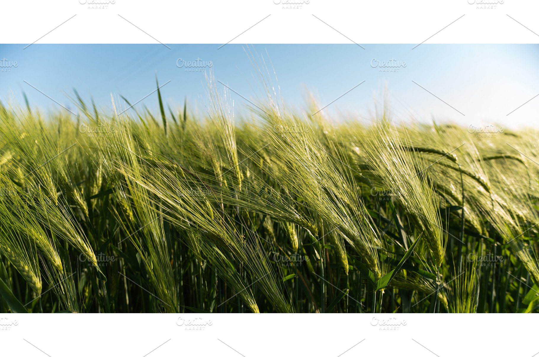 Fresh green barley swaying in summer, a Nature Photo by volodymyrshtun13795