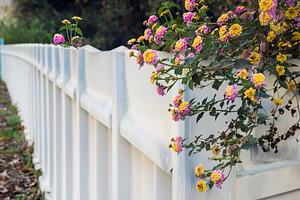 Colorful pink and yellow lantana flo, a Wallpaper Photo by Imaginarium