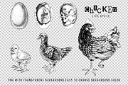 Hand drawn chicken life cycle, an Animal Illustration by handsketched (Thumbnail 4 of 7)