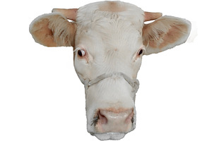 Isolated photo of cow head with horn, an Animal Photo by DanFLCreativo