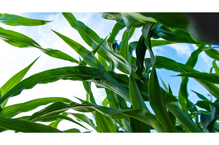 Field corn grows in the field, a Nature Photo by yanadjana