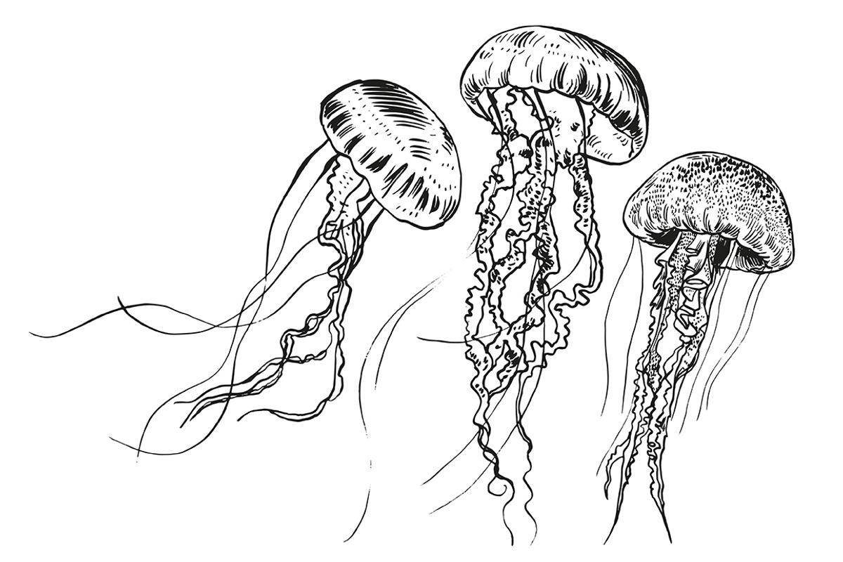 JELLYFISH set, an Animal Illustration by Tanya Akhmett (Photo 3 of 6)