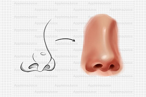 Procreate 55 Nose Brushes Stamps