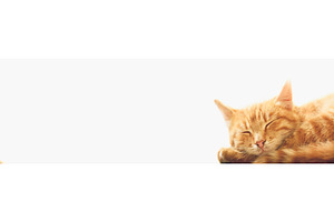 Little Red Kitten Sleeping On White, an Animal Photo by Our Amazing World