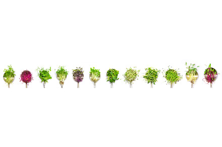 Collage of different microgreens on, a Food & Drink Photo by yanadjana