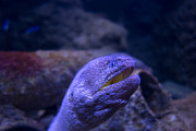 Moray eel in a coral reef, an Animal Photo by GoodGoods (Thumbnail 11 of 18)