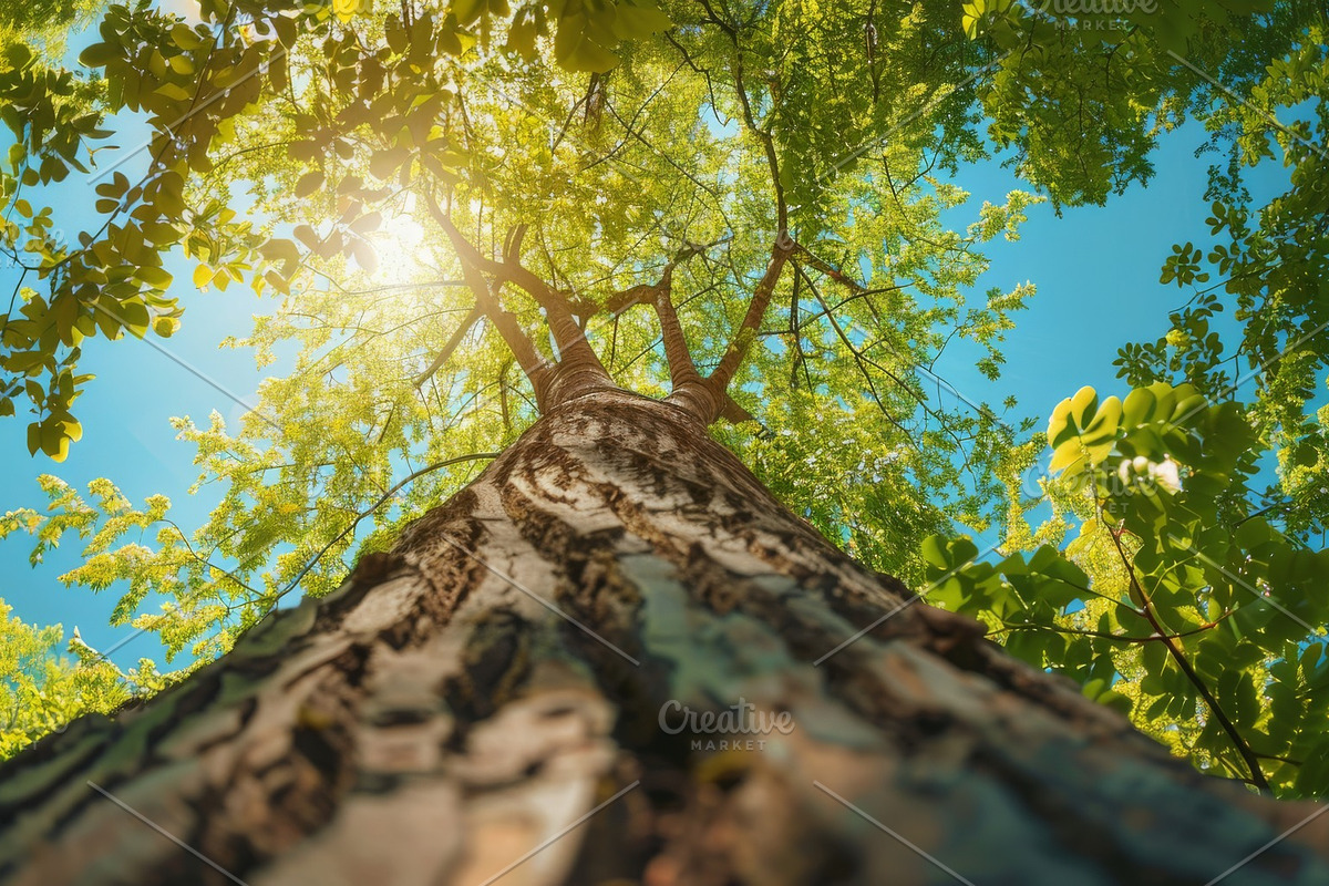 98 Trees view from below, a Nature Photo by Handmadefont (Photo 67 of 98)