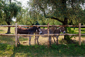 Three Silly Donkeys Gossiping, an Animal Photo by Bepslabor