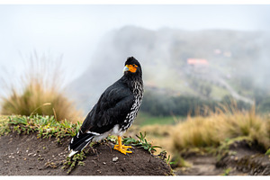 Carunculated Caracara bird at, an Animal Photo by Leonid Andronov