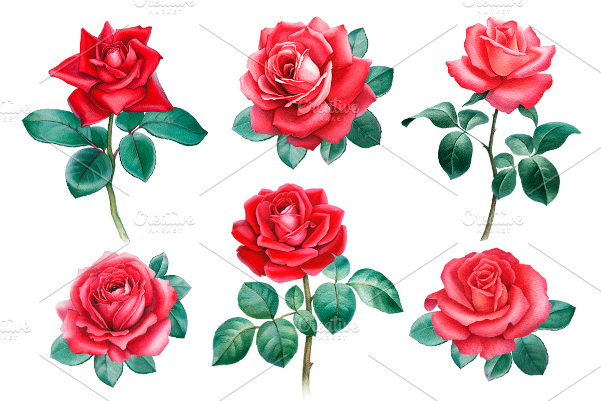 Red roses illustrations and patterns, a Texture Illustration by Sundra (Photo 4 of 11)