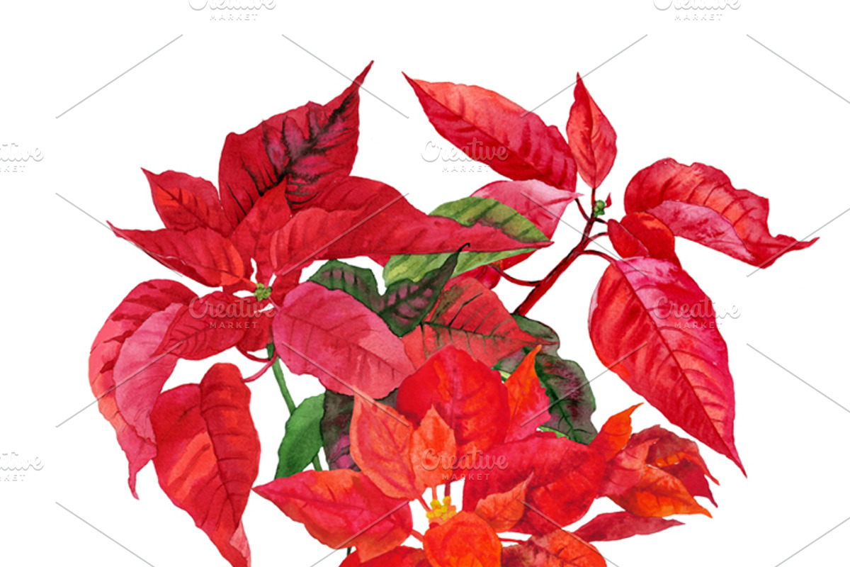 Christmas Poinsettia, a Decorative Illustration by Nataliapiache (Photo 4 of 5)