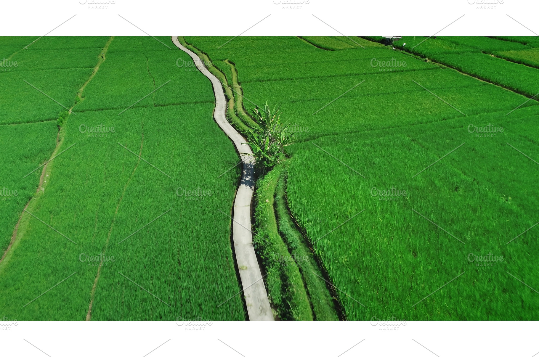 Concrete path winding through, a Nature Photo by Goinyk