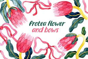 Protea flowers and bows, a Decorative Illustration by made by Tanya