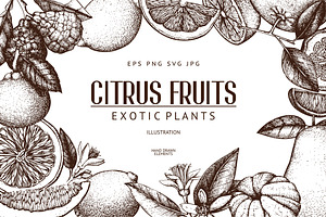 Vintage Citrus Fruits Collection