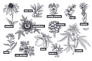Medical plants. Big set., an Object Graphic by MarinaVorontsova (Thumbnail 7 of 11)