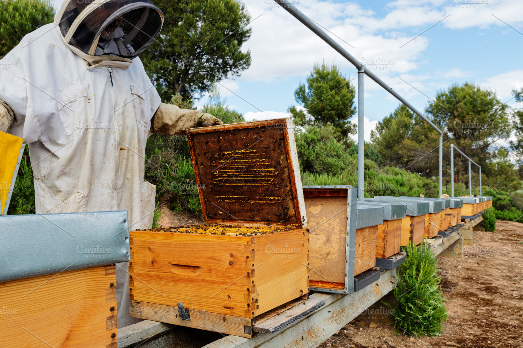 Beekeeper inspecting a beehive outdo, a Food & Drink Photo by Perpis