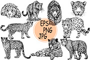 Leopards 5, an Animal Illustration by Ecaterina Sciuchina (Thumbnail 1 of 3)