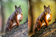 Misty Autumn Forest Presets, a Preset Add-On by AAA Presets (Thumbnail 5 of 13)