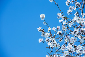 Almond flower trees at spring containing almond, tree, and flower