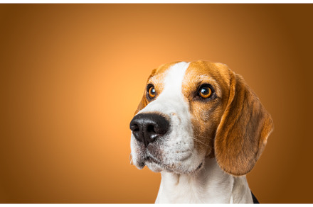 Beautiful beagle dog isolated on, an Animal Photo by MadPhotos