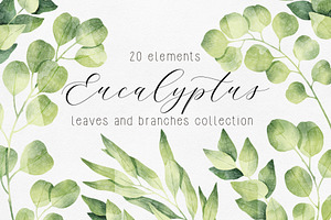 Eucalyptus Branches Collection