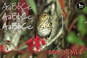 Marydale (family), a Script Font by Three Islands Press (Thumbnail 4 of 6)