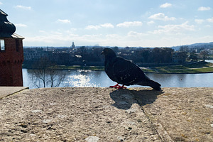 Pigeon by a scenic river in Krakow, Poland during calm sunny day, a Photo by AS photostudio
