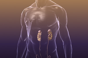 Human Reproductive & Urinary System