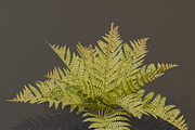 The Cinnamon Fern Bush, a Plants & Tree 3D Model by FuturePastCreatives (Thumbnail 8 of 13)