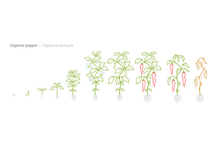 Cayenne Pepper Growth Stages Vector
