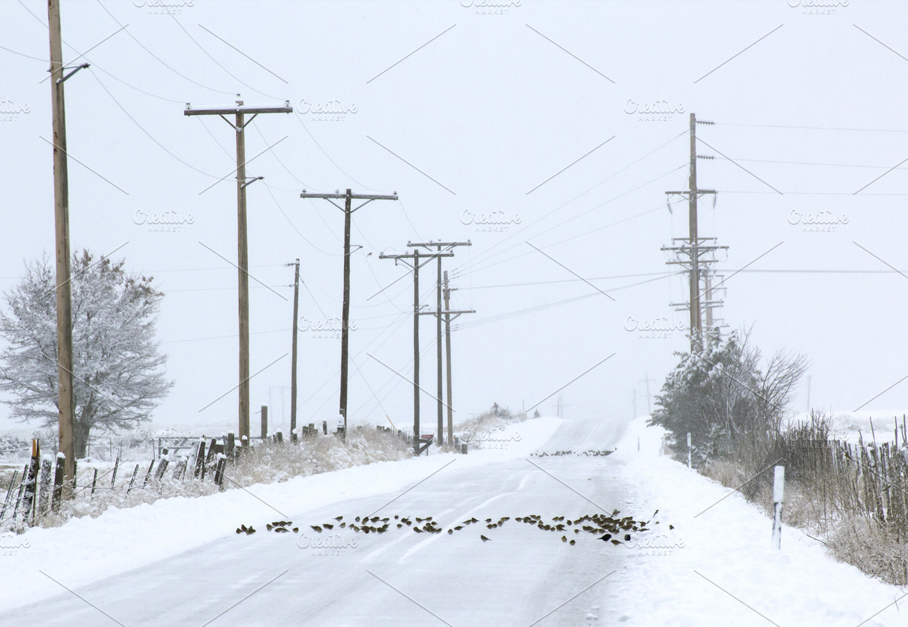 Winter road featuring nature, picture, and image