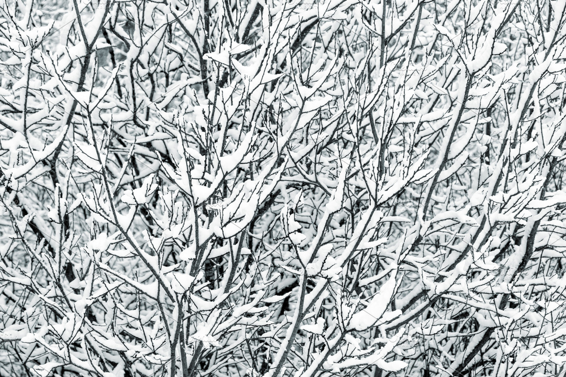 Tree branches covered with snow, a Nature Photo by BOOCYS