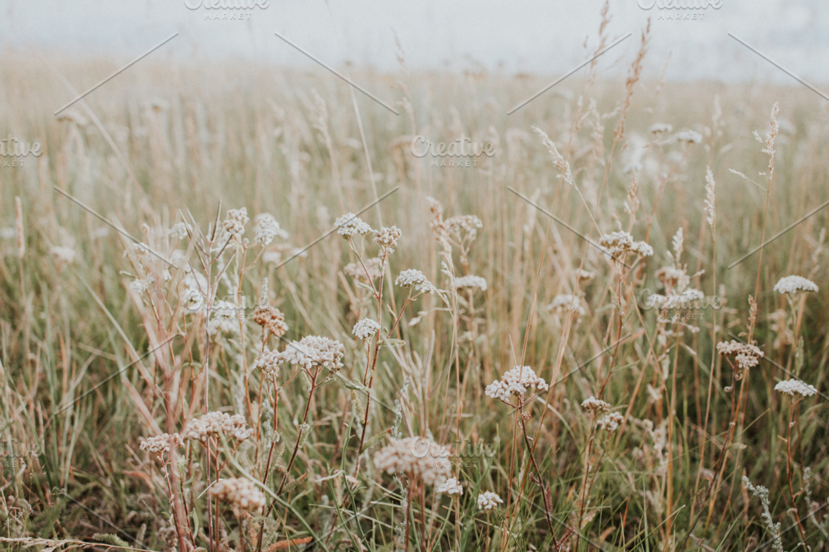 Prairie Field, a Nature Photo by Wild Wander Collective (Photo 1 of 2)
