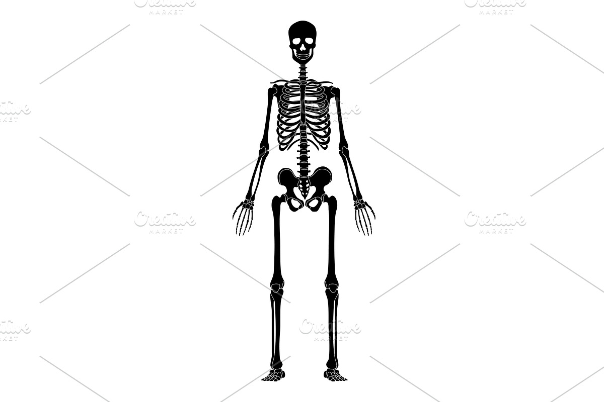 The human skeleton silhouette, a Healthcare Illustration by Things for designers