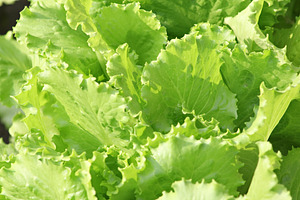 Fresh lettuce, a Photo by saiko3p