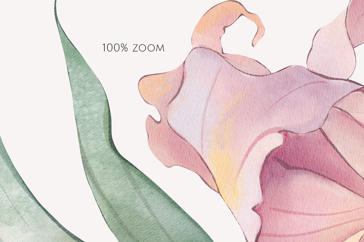 PURPLE LILIES watercolor flowers, a Decorative Illustration by Yuliia Lashevska (Photo 12 of 14)