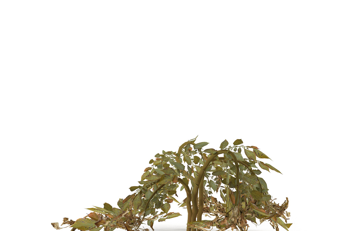Withered potato tuber 2, an Environmental 3D Model by AndrewWhite (Photo 4 of 10)