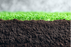 Microgreens of peas include seeds, a Food & Drink Photo by ZinetroN