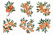 Watercolor Sea Buckthorn berry Clipa, an Illustration by Libby Wishes (Thumbnail 7 of 7)