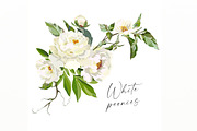White peonies, a Decorative Illustration by Vasmila (Thumbnail 5 of 9)