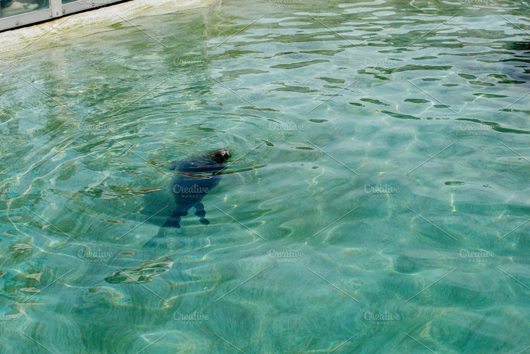 Seal swimming in a pool at a Reykjavik aquarium in Iceland, a Photo by AS photostudio