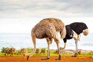 Ostrich Family With Chicks, an Animal Photo by THP Creative