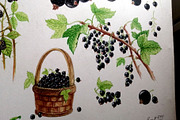Fruits and berries collection_part 1, an Illustration by ZotovShop (Thumbnail 16 of 20)