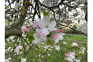 Close-up of blooming apple tree, a Photo by tilialucida