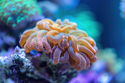 Aquarium with corals, reefs and blue water, an Animal Photo by AlyaAnd