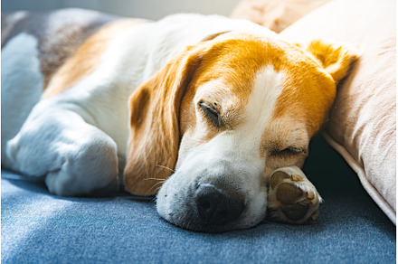 A Beagle dog is peacefully sleeping